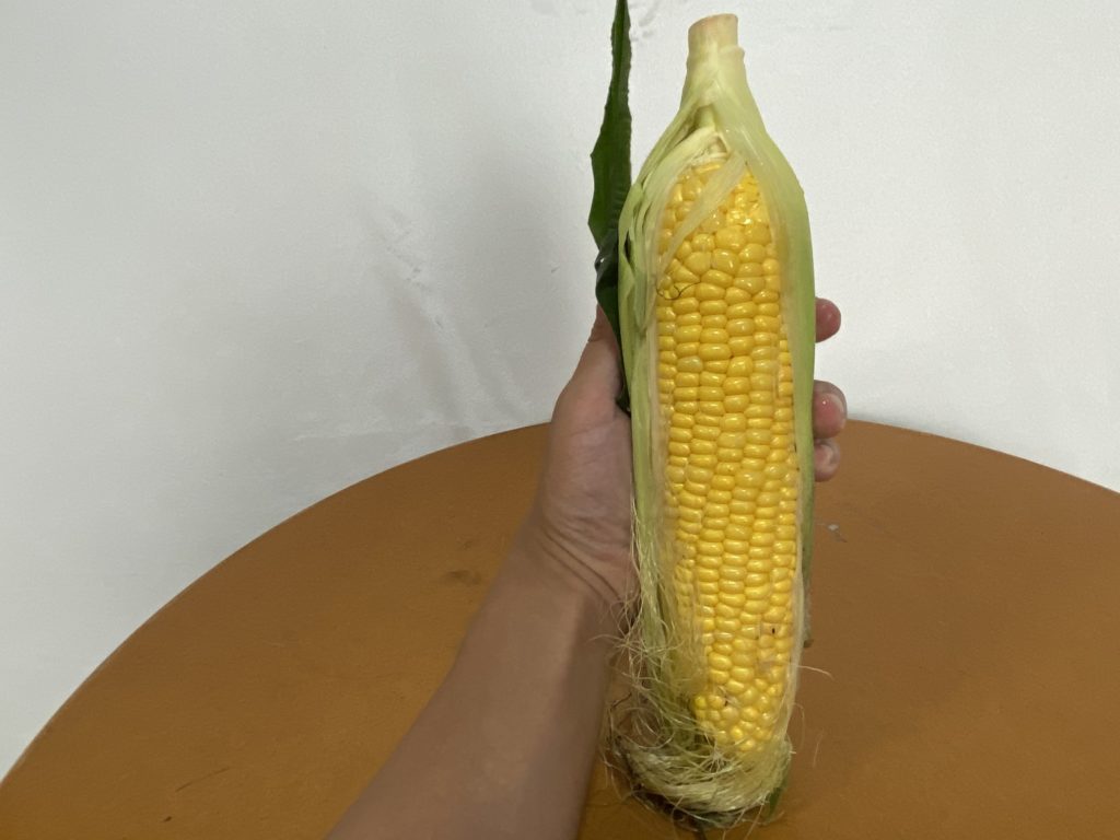 大地を守る会　とうもろこし見た目